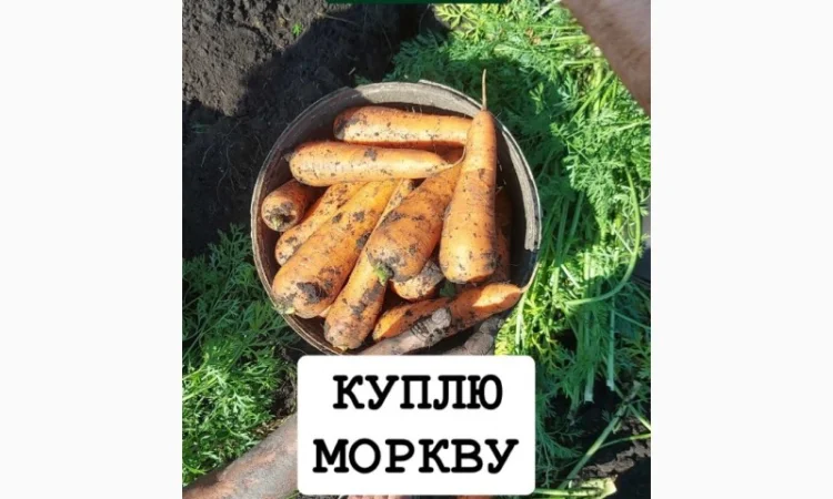 Закупка моркови оптом в Киеве - фото № 1