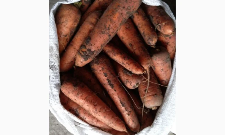 Закупка моркови оптом в Киеве - фото № 2