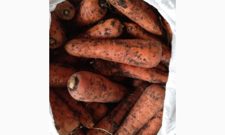 Закупка моркови оптом в Киеве - фото № 4