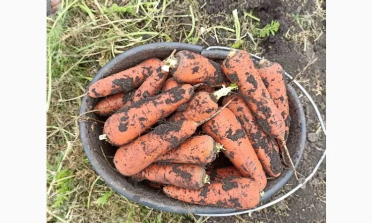 Закупка моркови оптом в Киеве - фото № 6