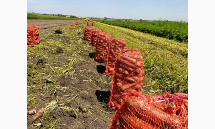 Закупка моркови оптом в Киеве - фото № 7