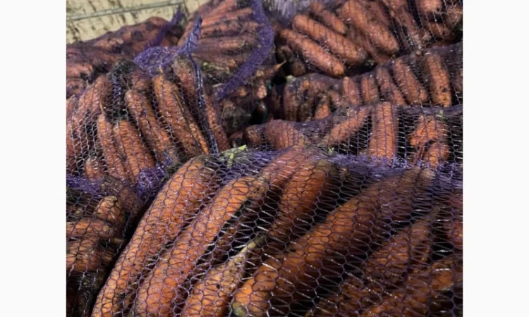 Куплю моркву другого сорту - фото № 1