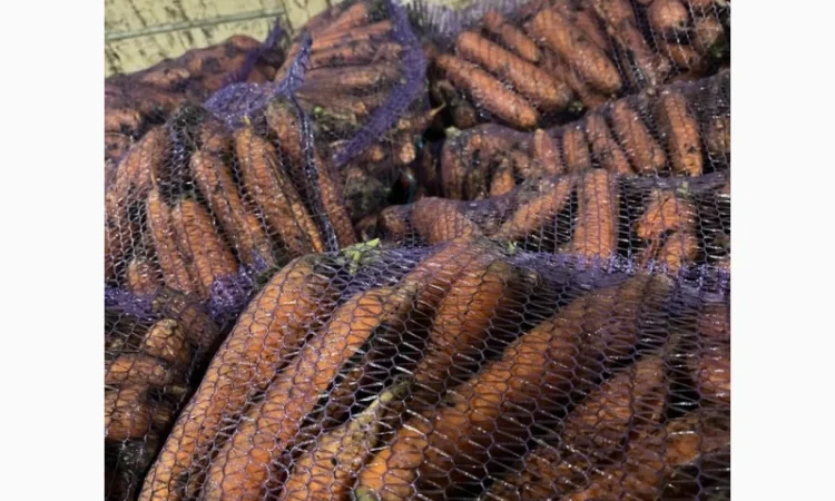 Куплю моркву другого сорту - фото № 2