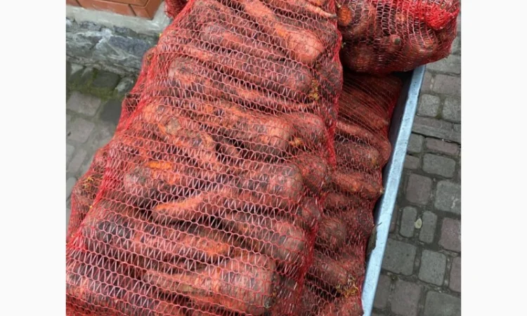 Морква домашня - фото № 1