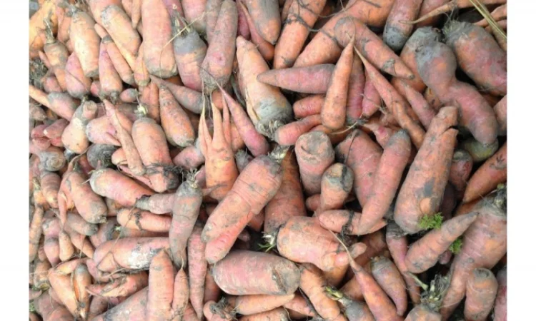 Морква 2 сорт оптом - фото № 1