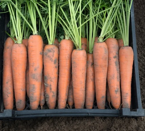 Продажа товарной моркови оптом - фото № 1