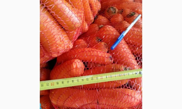 Морква товарна оптом на продаж - фото № 1