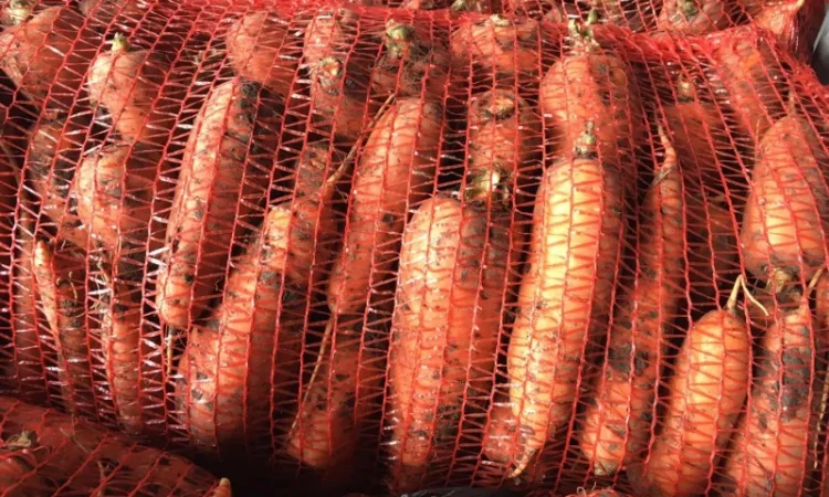 Продажа товарной моркови оптом - фото № 1