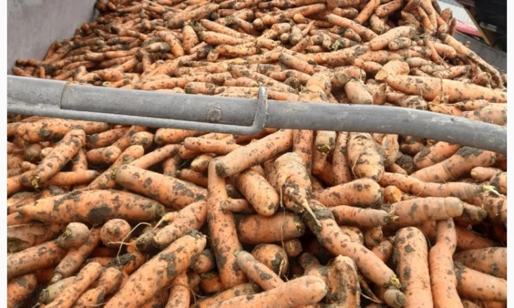 Продаж моркви Биг Баг по 15 кг - фото № 1