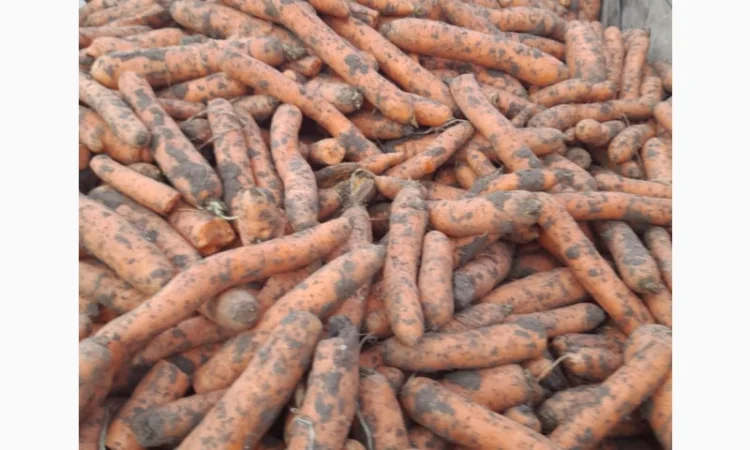 Продаж моркви Биг Баг по 15 кг - фото № 2