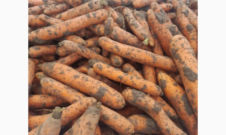 Продаж моркви Биг Баг по 15 кг - фото № 3