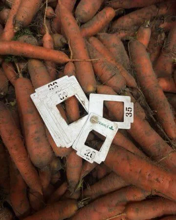 Продажа моркови из Польши оптом в БИГ-БЕГ - фото № 2