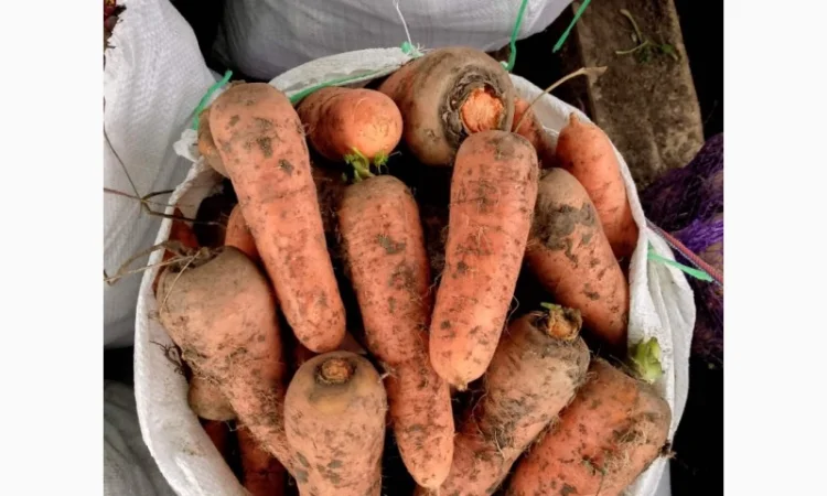 Продаж моркви сорту Каскад - фото № 1