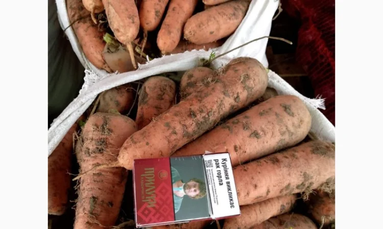 Продаж моркви сорту Каскад - фото № 2