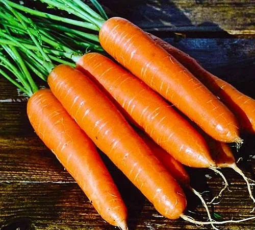 Купівля моркви оптом у великих об'ємах - фото № 1