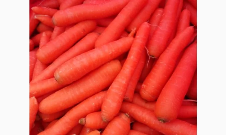 Оптовая продажа МОРКОВЬ качественных - фото № 1