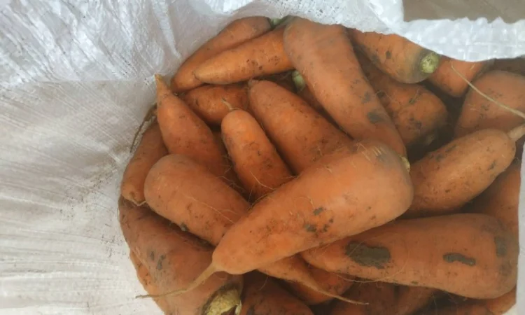 Продам морковь, хорошего качества.Киевская.обл - фото № 1