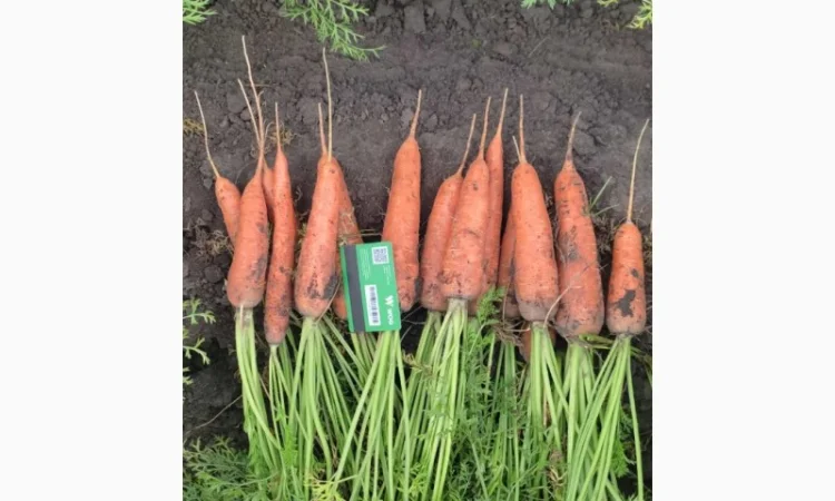 Продам моркву - фото № 1