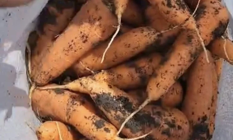 Морковка - фото № 5