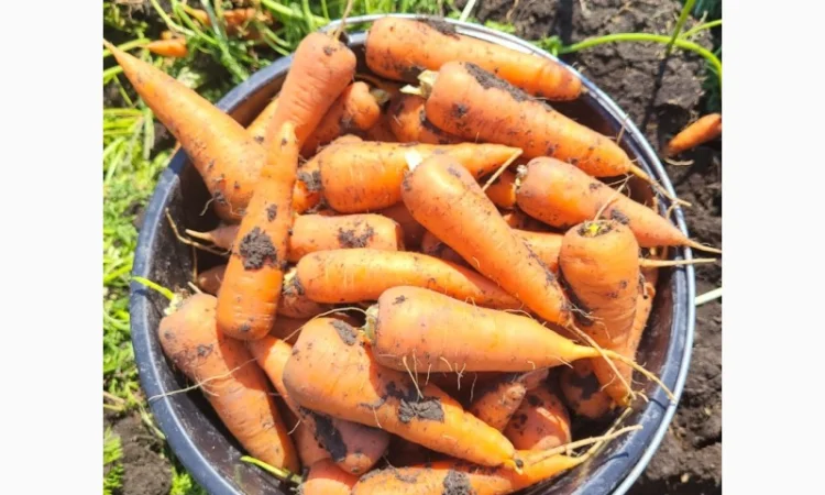 Морковка - фото № 7