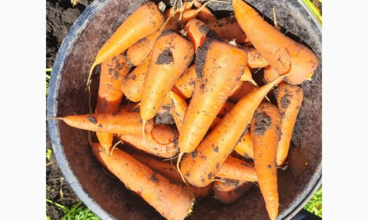 Морковка молдавская - фото № 2