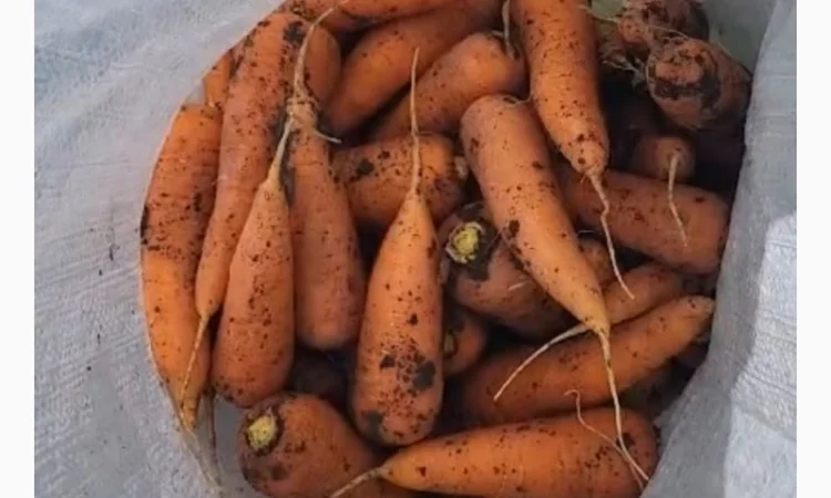 Морковка молдавская - фото № 4