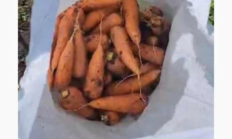 Морковка молдавская - фото № 5