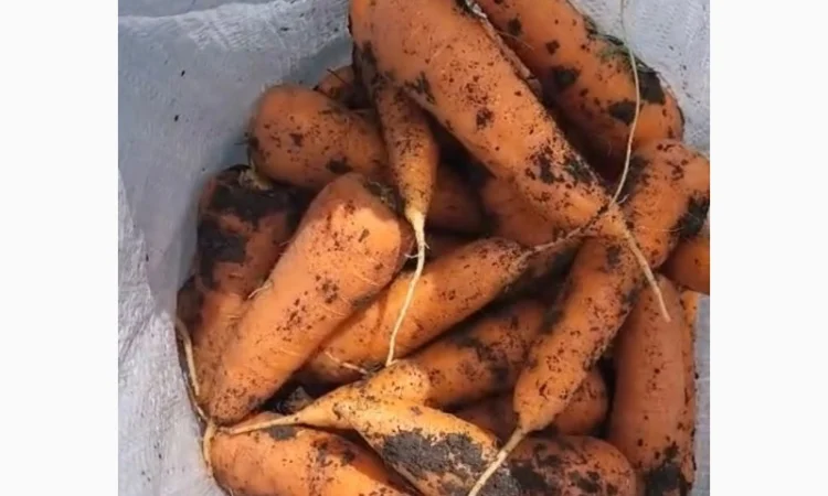 Морковка молдавская - фото № 6