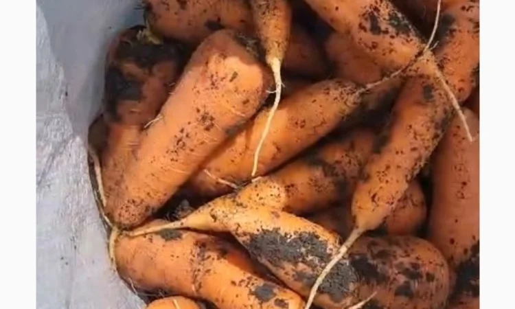 Морковка молдавская - фото № 7