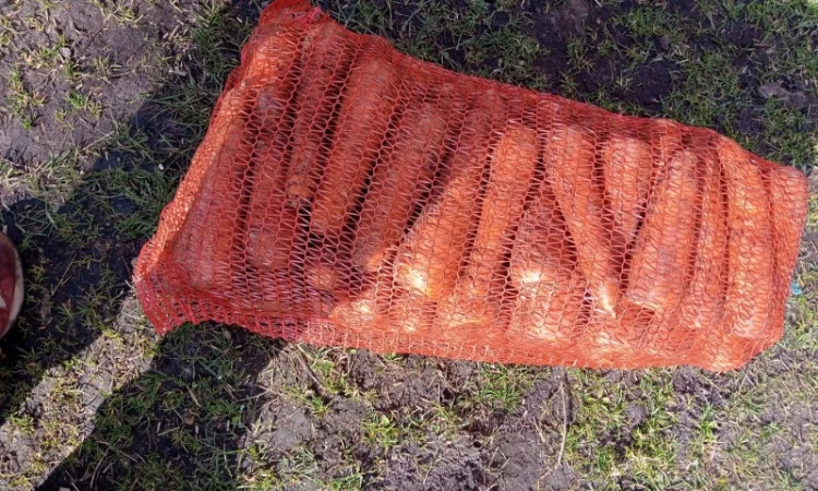 Продам моркву - фото № 1