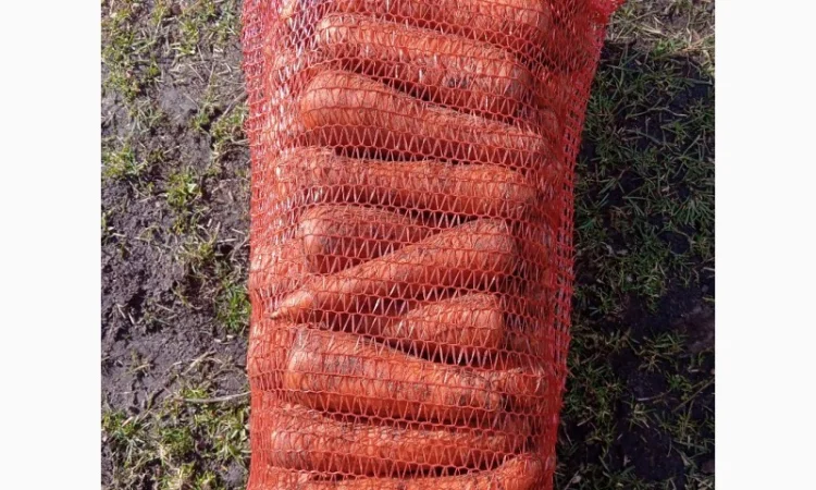 Продам моркву - фото № 2