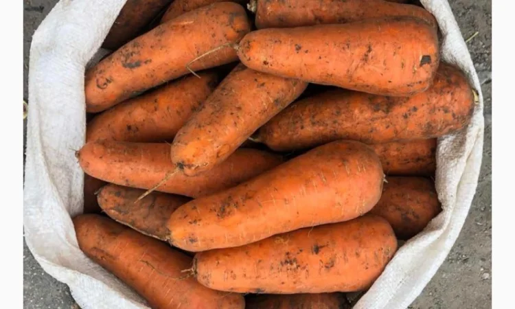 Продам Морковку ОПТ - фото № 1