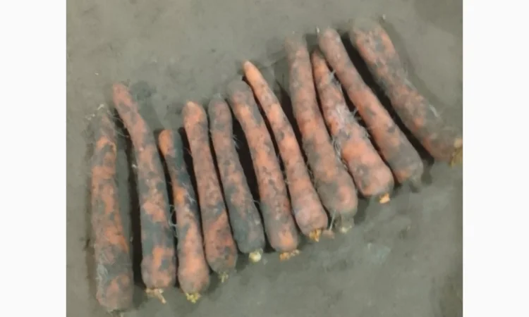 Продам моркву не товарну, під переробку - фото № 1