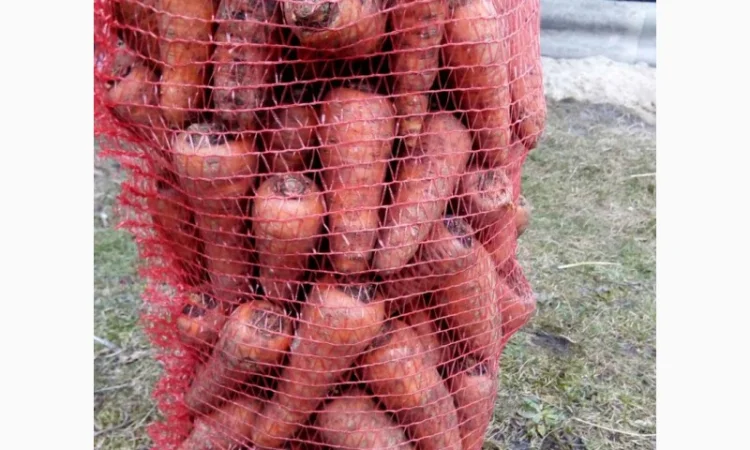 Продам моркву - фото № 2