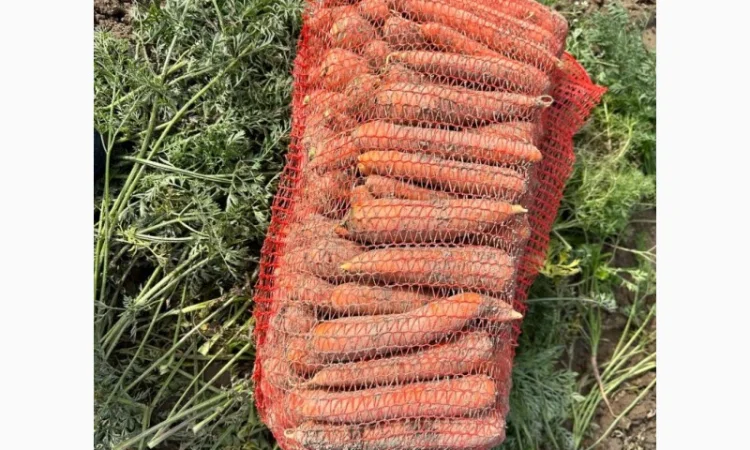 Продам моркву - фото № 1