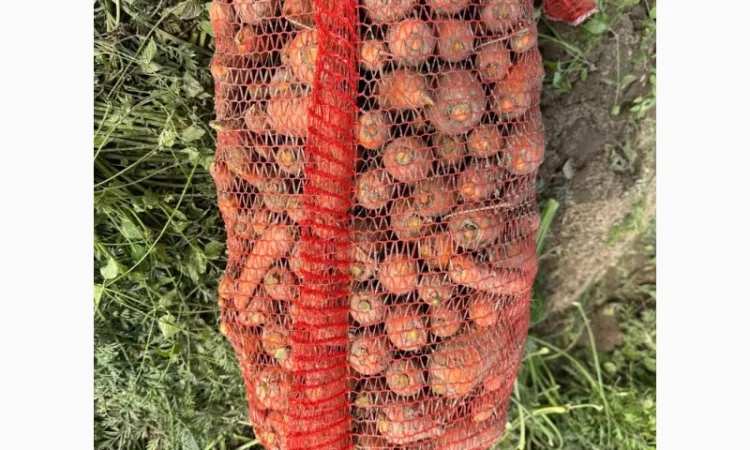 Продам моркву - фото № 2