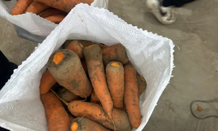 Продам моркву сорт кантон каскад - фото № 1