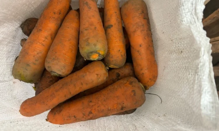 Продам моркву сорт кантон каскад - фото № 2