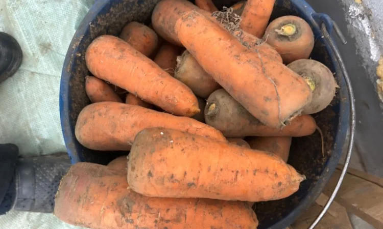 Продам моркву сорт кантон каскад - фото № 3