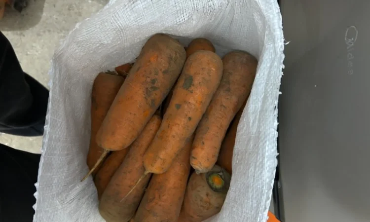 Продам моркву сорт кантон каскад - фото № 5