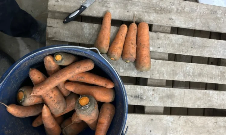 Продам моркву сорт кантон каскад - фото № 6