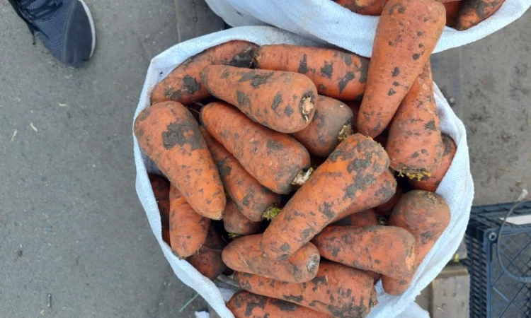 Продам моркву Киев - фото № 1