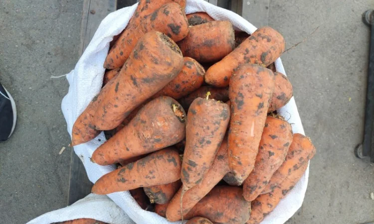 Продам моркву Киев - фото № 2
