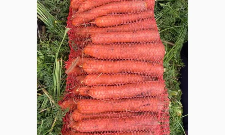 Продам моркву.Золочівський район - фото № 1