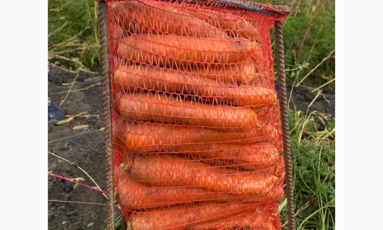 Продам моркву.Золочівський район - фото № 2