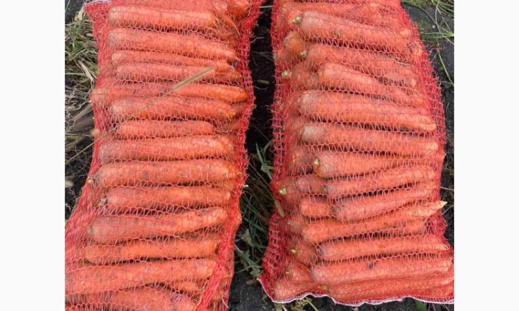 Продам моркву.Золочівський район - фото № 3