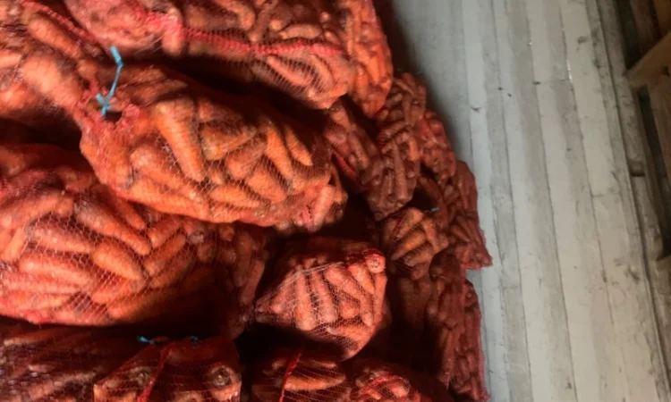 Продам велику моркву - фото № 1