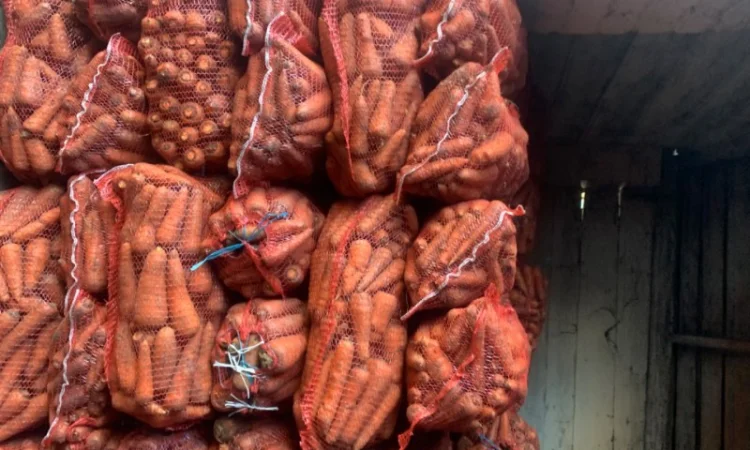 Продам велику моркву - фото № 2