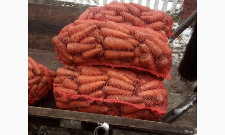 Продам моркву - фото № 2