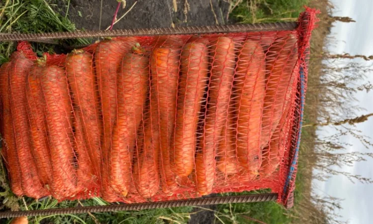 Продам моркву - фото № 1